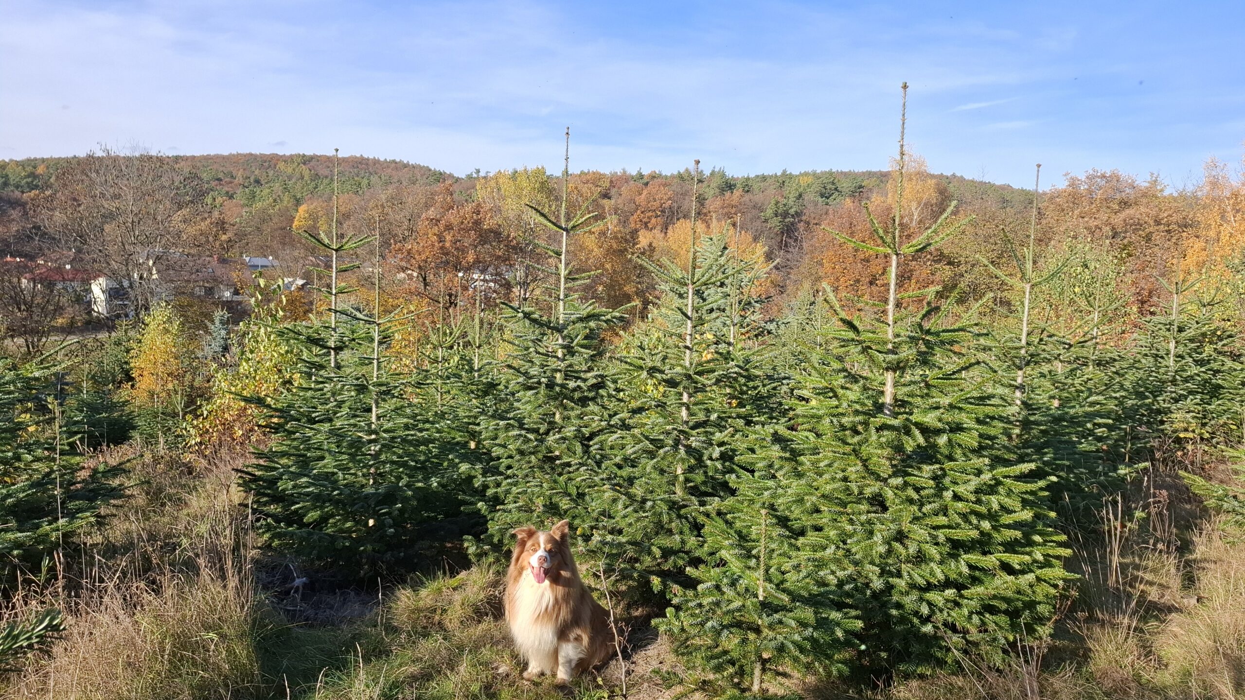 Vítejte na stránkách Vánočních stromků ve Fryštáku